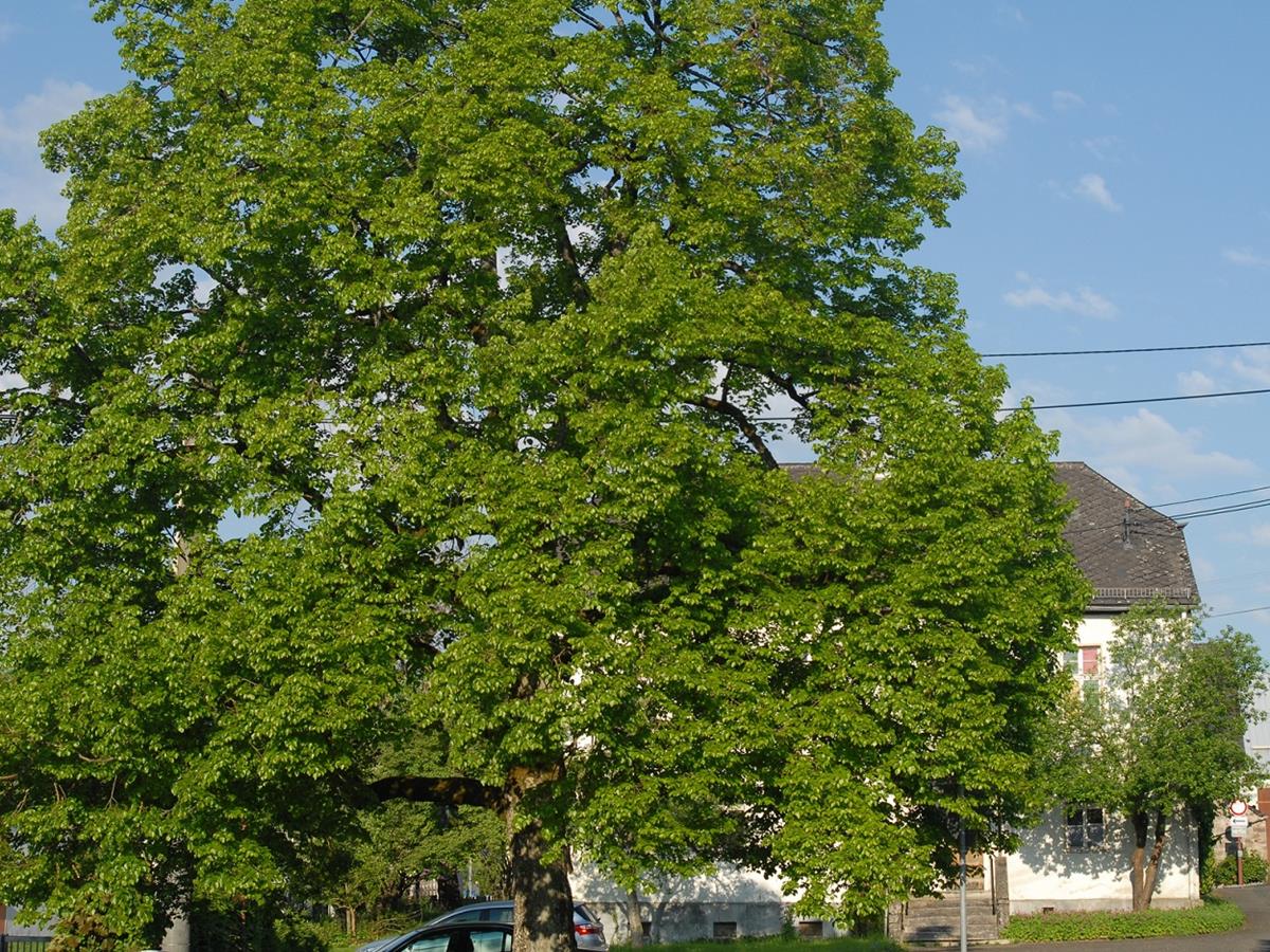 Treffpunkt fr die Pflanzentauschbrse ist die Dorflinde. (Foto: Veranstalter)