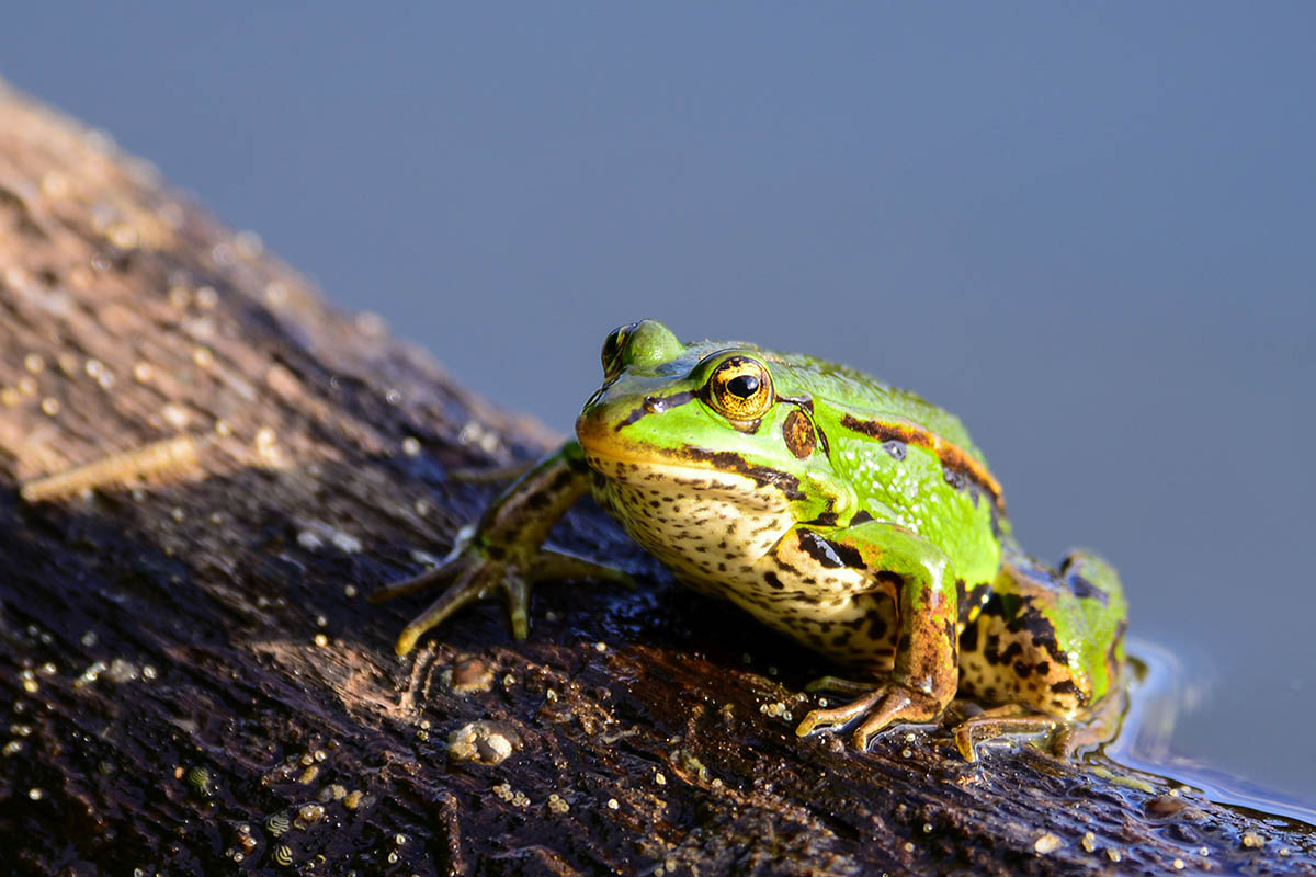 Amphibien im Liebesrausch - Wer wandert wann und wie weit? 