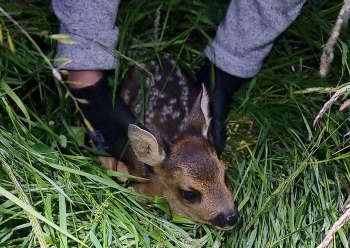 Mit Drohnen und Wrmebildkameras: Die Tiersuchhilfe Westerwald rettet Rehkitze vor dem sicheren Tod