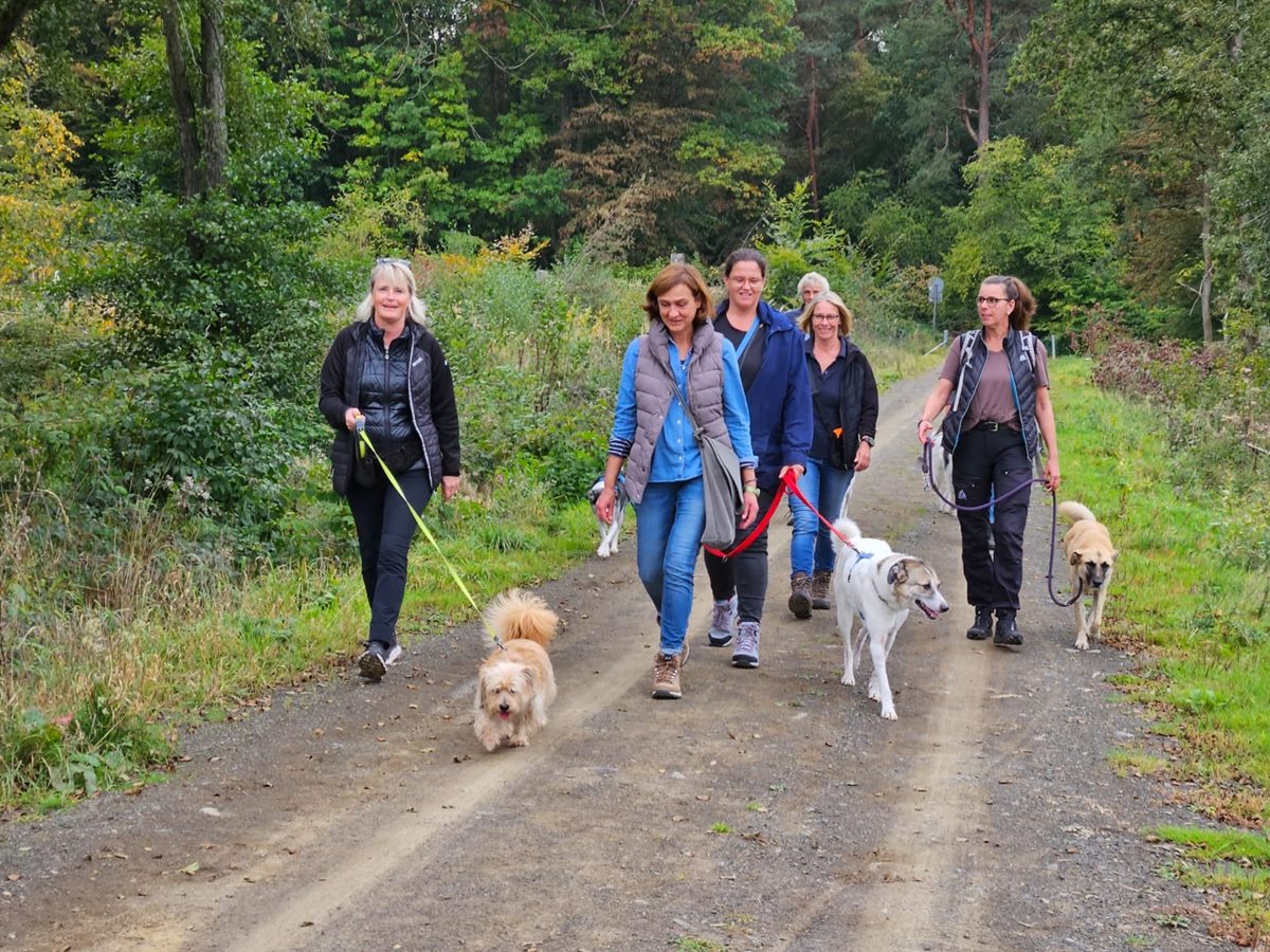 Die Hundehalter sind eingeladen, sich gemeinsam mit ihren Vierbeinern auf eine Wanderung zu begeben. (Foto: Tierschutz Siebengebirge/Antje Firmenich)