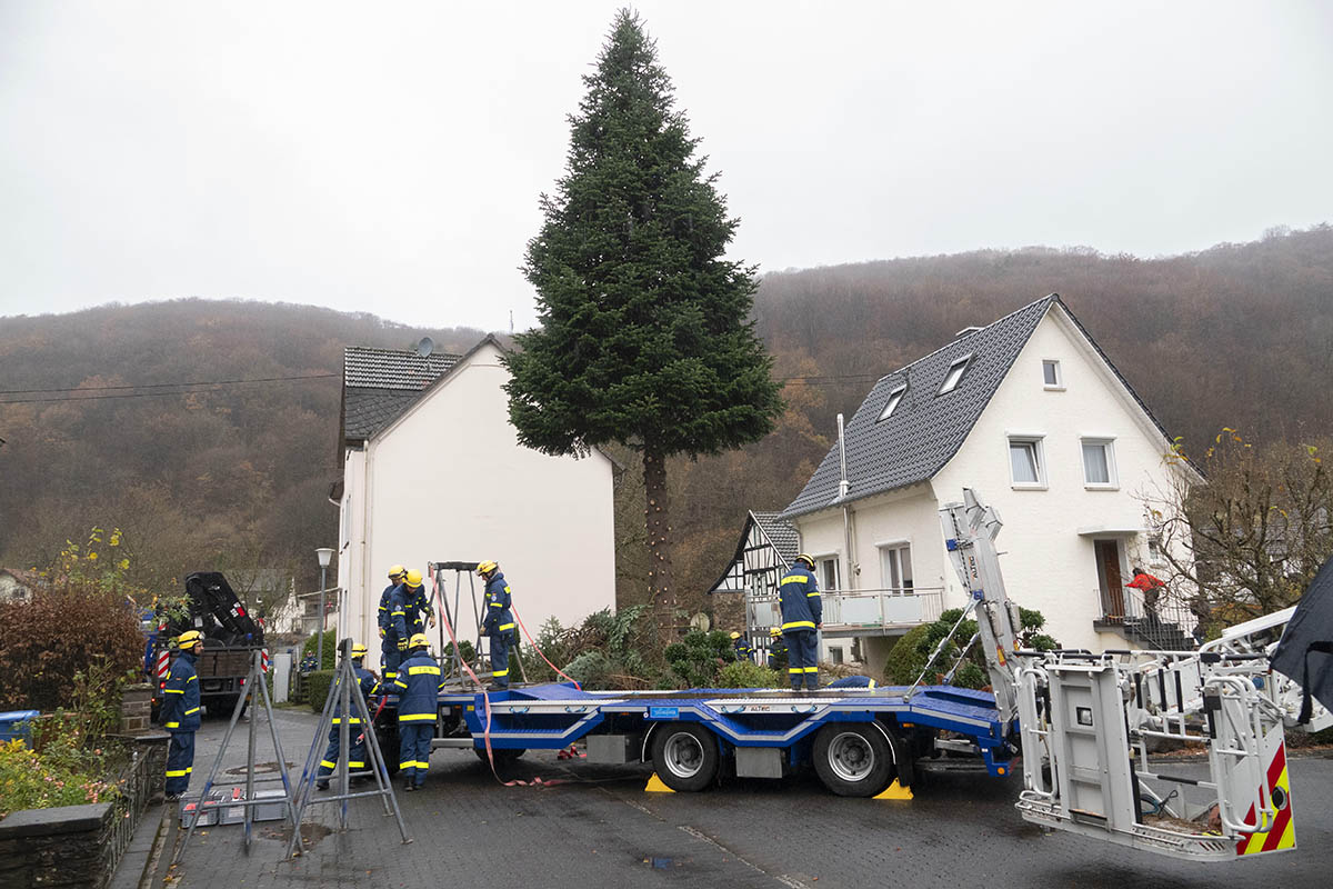 Prchtiger Weihnachtsbaum aus Waldbreitbach fr Berlin