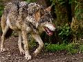 Wolfnachweis im Westerwald: Rde des Leuscheider Rudels fr Schaden an Damwild verantwortlich
