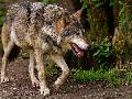 Nachweis eines Wolfs in Asbach: DNS-Abstriche besttigen den Verdacht