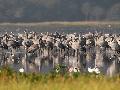Von Fledermusen und Wassermonstern: Spannende Natur-Exkursionen an der Westerwlder Seenplatte