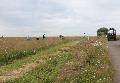 Kampf gegen giftige Wiesenpflanzen: Grne Aktion bewahrt die Magerwiesen rund um Rennerod