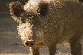 Hfken stellt Elektro- und Duftzaun gegen Afrikanische Schweinepest vor