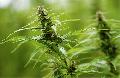 Cannabis selbst anbauen: Ist das jetzt berhaupt legal?