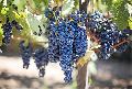 Reisen: Die 10 schnsten Weinanbaugebiete in Europa