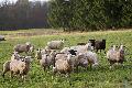 Westerwaldwetter: Kommt nach sonnigem Wochenende die Schafsklte?