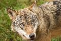 Verdacht auf Nutztierbergriff in der Verbandsgemeinde Asbach: Tote Ziege entdeckt