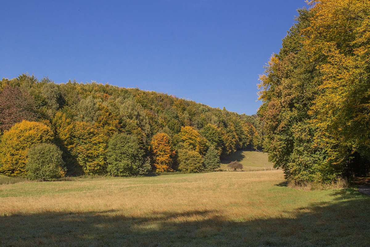 Das Laub leuchtet derzeit in bunten Farben. Foto: Wolfgang Tischler