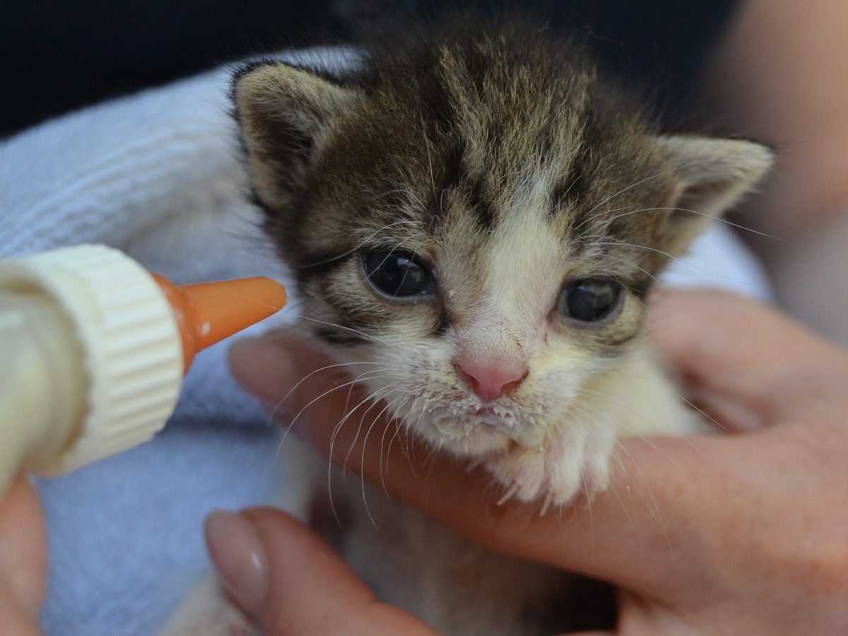 Gerade Katzenkinder brauchen eine auf ihre Bedrfnisse abgestimmte Ernhrung. (Foto: Antje Firmenich)