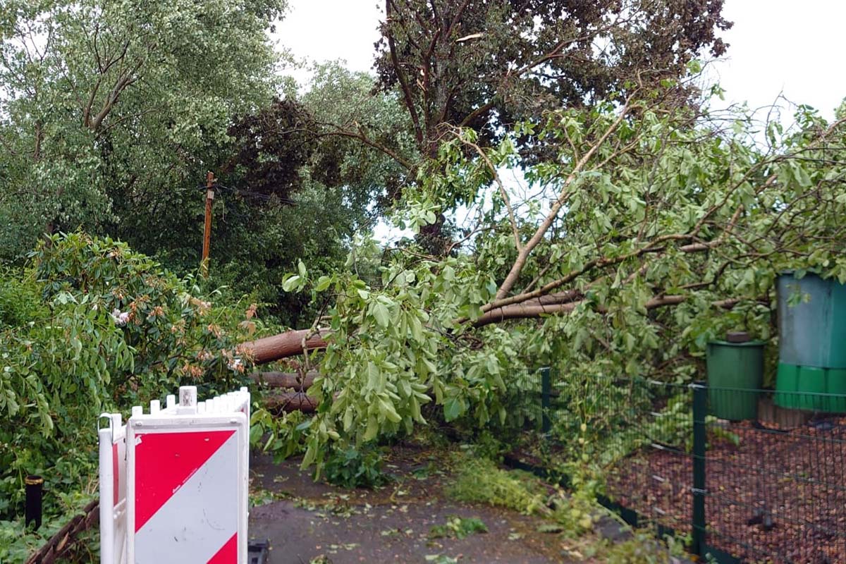 Das Einsatzaufkommen reichte von Wasser im Keller ber Bume auf den Wegen und Straen bis zu Baum in Stromleitung. (Fotos: kk)