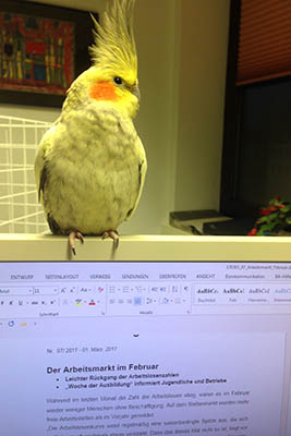 Bunter Vogel auf Jobsuche