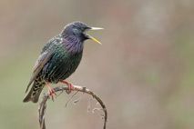 Vogel des Jahres 2018 ist der Star. Foto: Veranstalter