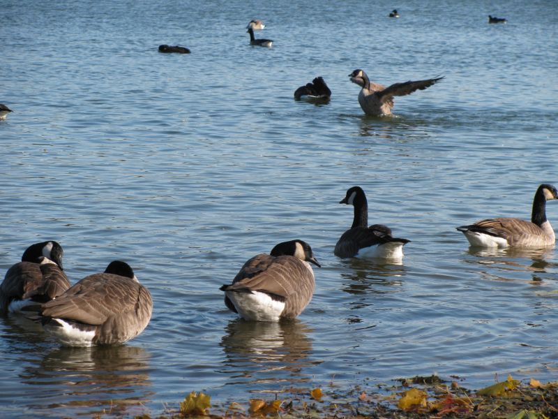 Winter ist Vogelgrippe-Saison