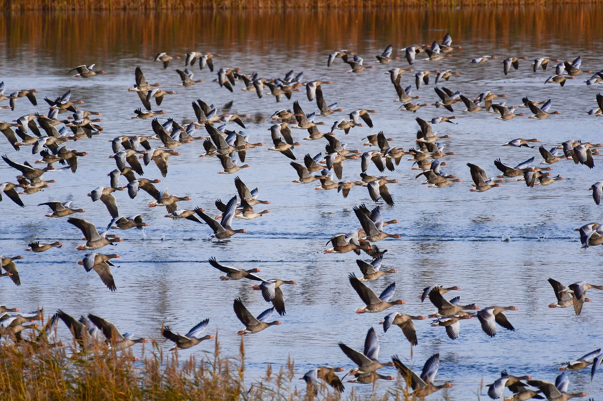 Graugnse heben ab zum Weiterflug (Foto: Harry Neumann)