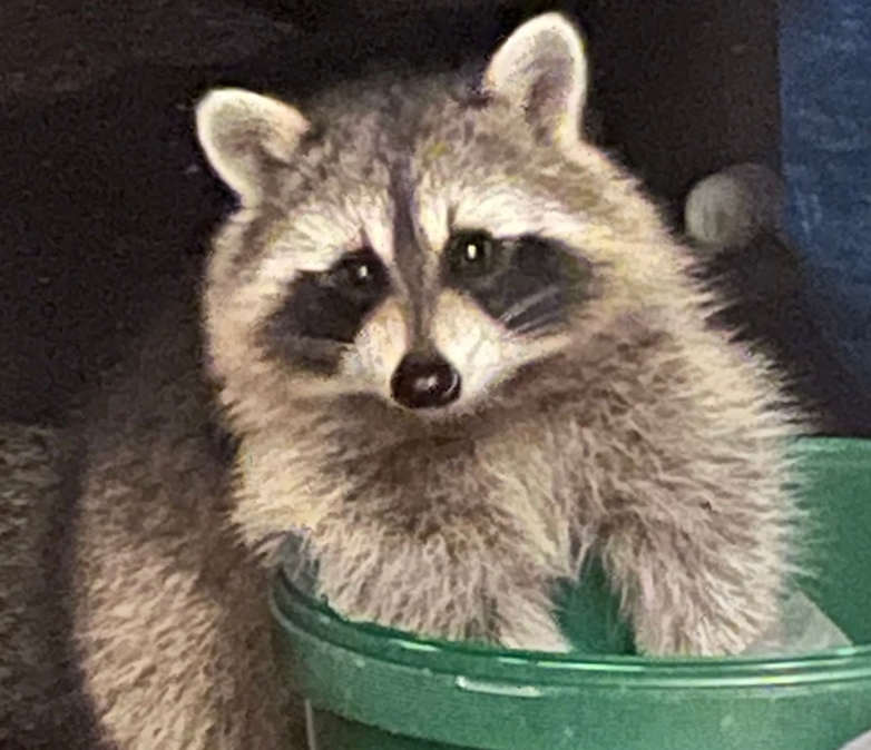 Ein Bild des Waschbren aufgezeichnet mit der Wildkamera
(Foto: Jenny Patt)