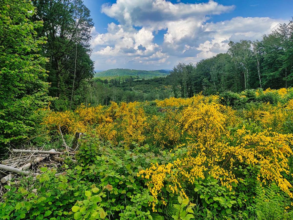 Gefhrte Wanderung ab Gebhardshain am 26. Mai: Wanderpfade, Windkraft und ein wilder Bach