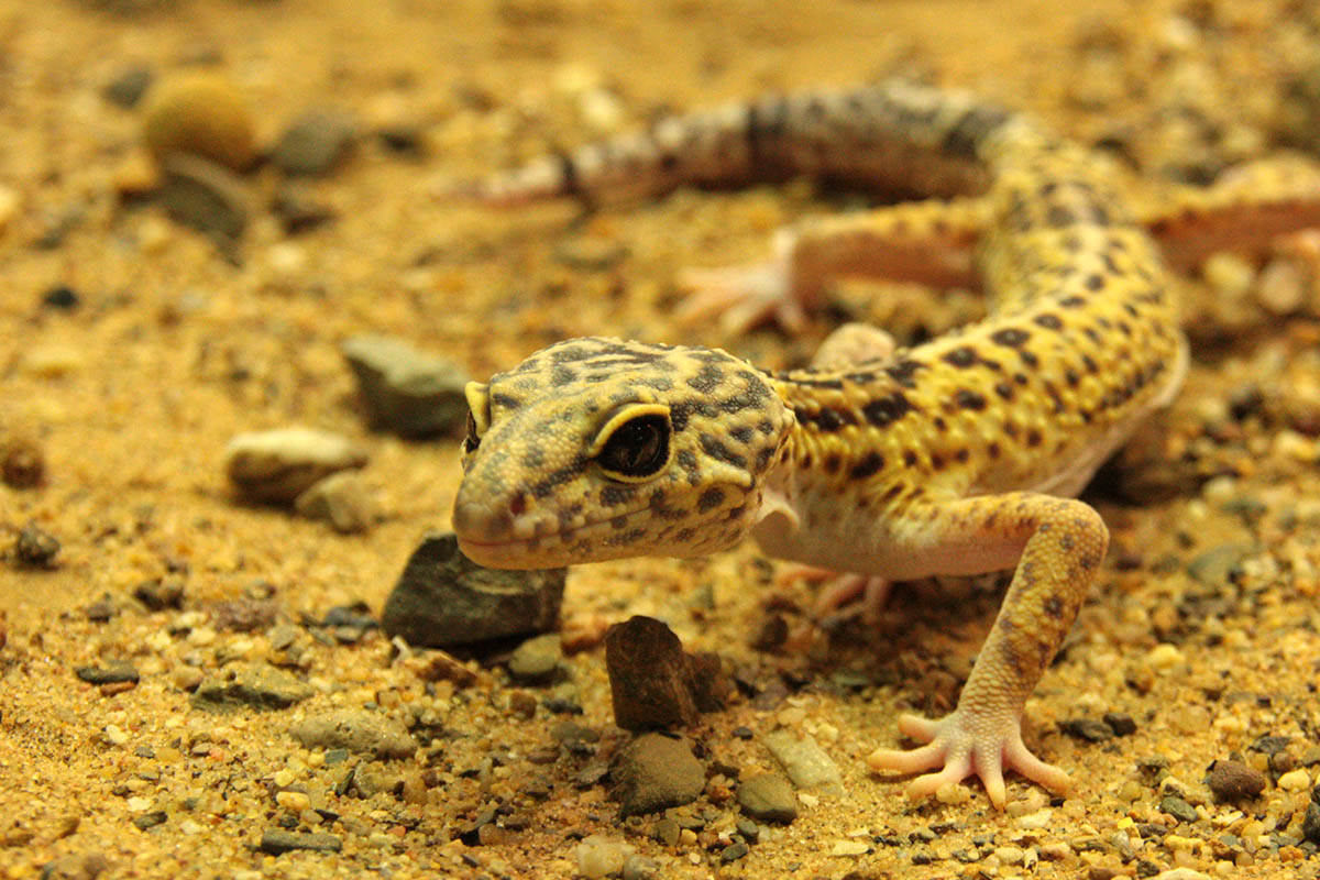 Versteckspiel mit Geckos im Zoo Neuwied