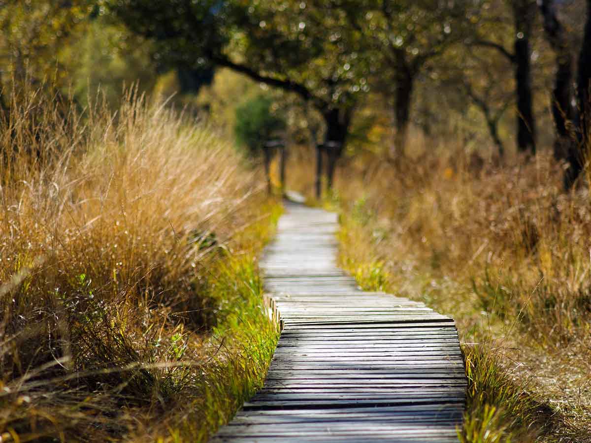 Mystische Basaltkugeln und ein Wasserschloss: Spannende Wanderung beim Dreifelder Weiher