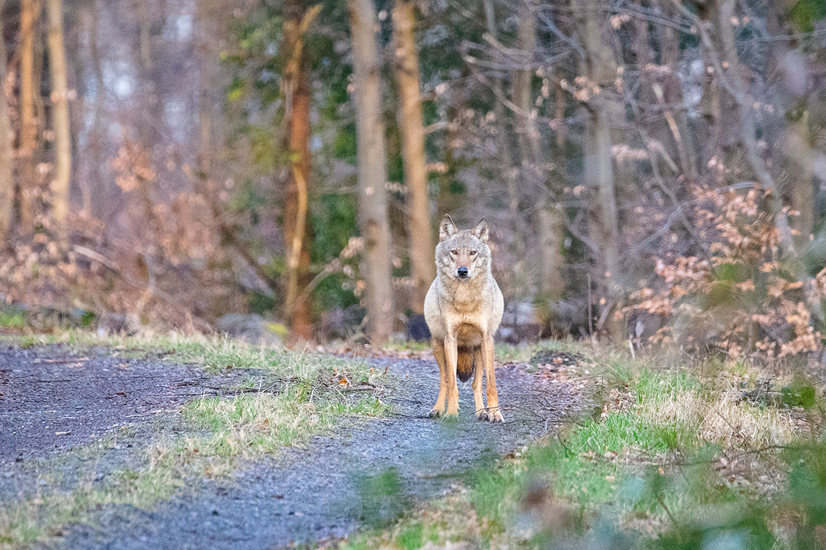 Wolf-Sonntage: Einblicke in ein friedliches Miteinander