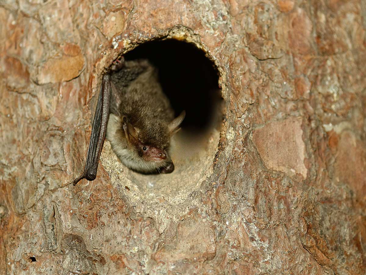 Einblicke in die Welt der Fledermuse: 28. Europische Fledermausnacht im Westerwald