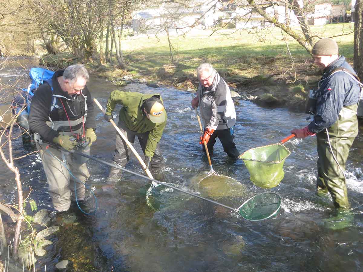 Die "Fischflsterer" bei einer Elektrobefischung in Limbach. (Foto: Ralph Hilger)