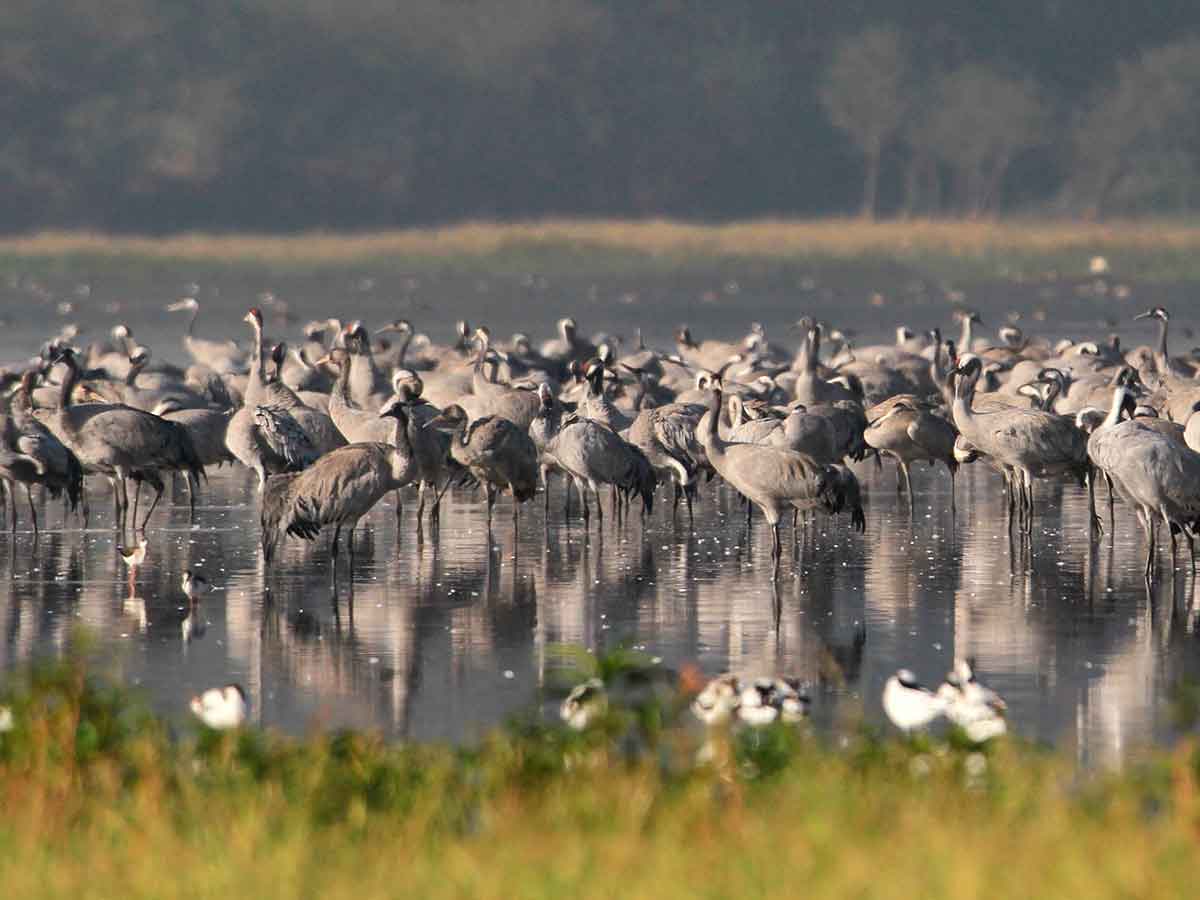 Von Fledermusen und Wassermonstern: Spannende Natur-Exkursionen an der Westerwlder Seenplatte