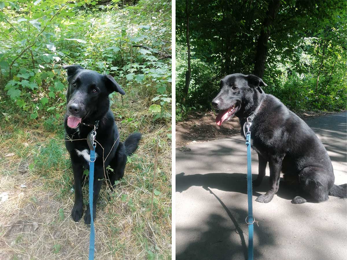 Lenny ist eine wahre Schnheit! (Foto: Tierheim Ransbach-Baumbach)