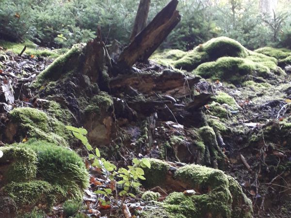 Am Haiderbach. (Foto: Tourismus-Service Kannenbckerland)