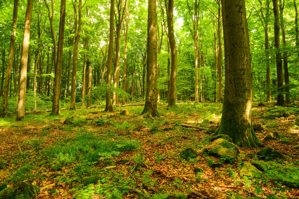 Nauberg als Naturschutzgebiet: Das Gleiche soll fr den Stegskopf verwirklicht werden