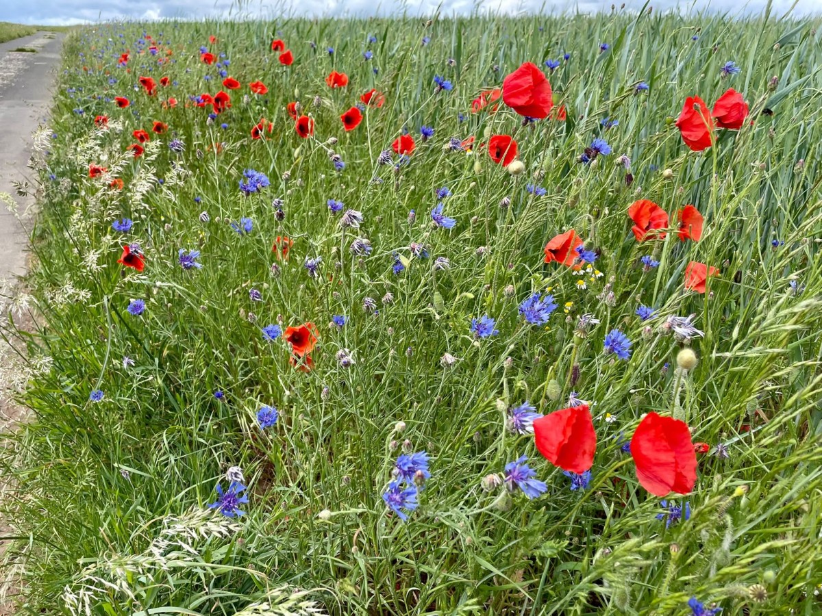 Aktion gegen das Artensterben: NABU Hundsangen appelliert an Landwirte und Gemeinden