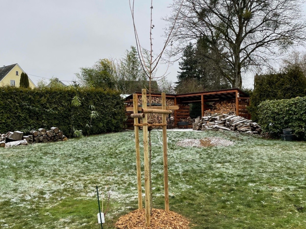 Hier hat ein junger Baum ein neues Zuhause gefunden. Das Bild ist eines der "Beweisfotos" aus der Aktion "Bume fr Brger" aus dem letzten Jahr (Foto: VG Montabaur/J. Schmidt)