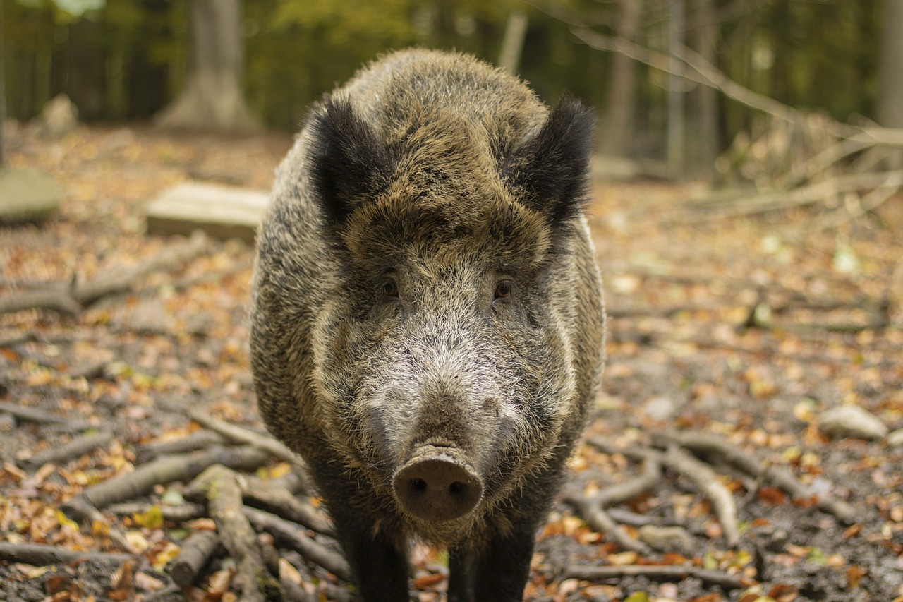 Bisher wurde im Westerwaldkreis kein Wildschwein mit ASP registriert. (Symbolfoto, Quelle: Pixabay)