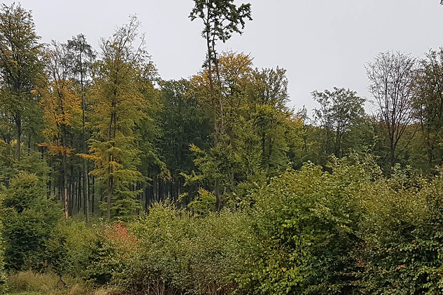 Rddel: Unserem Wald darf nicht die Luft ausgehen