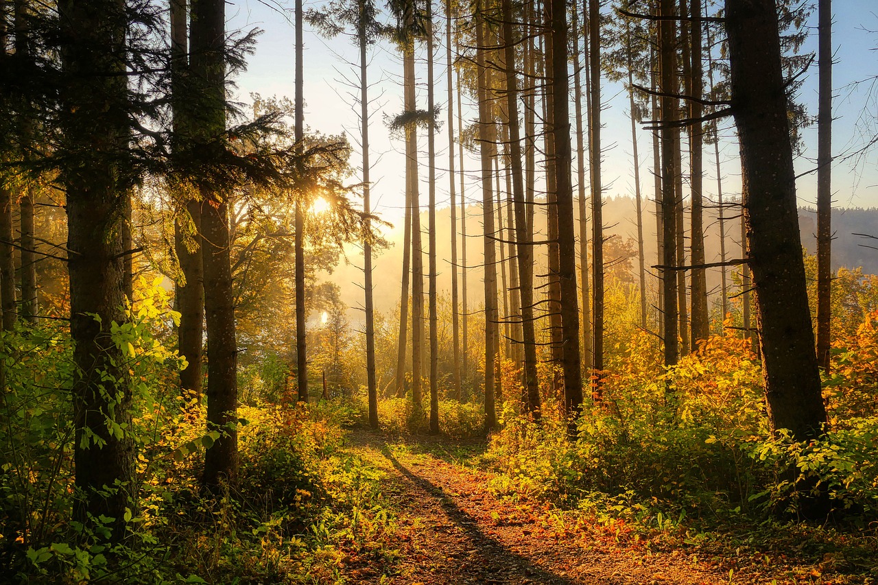 Letzte Ruhe im Friedwald Wildenburger Land: Besonderes Kennenlernen