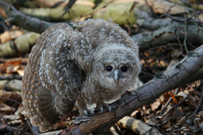 Vermeintlich verlassene Jungvgel sind nicht unbedingt hilflos