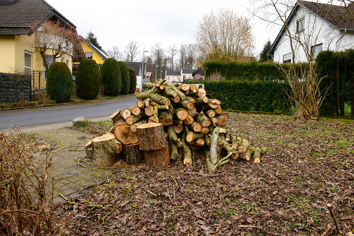 Ortsbildprgender Walnussbaum in Quirnbach einfach gefllt - Grund?