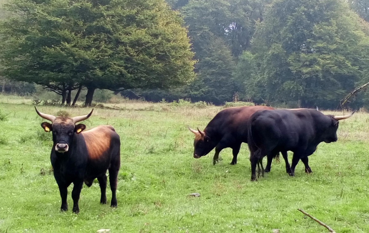 Vortrag des NABU Rennerod: Inseln des Lebens - Leben im und vom Dung