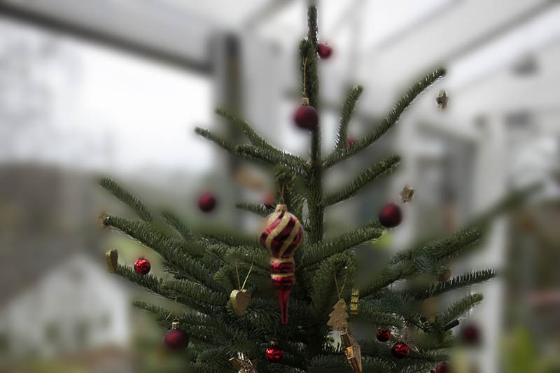 Abfuhr der Weihnachtsbume verzgert sich