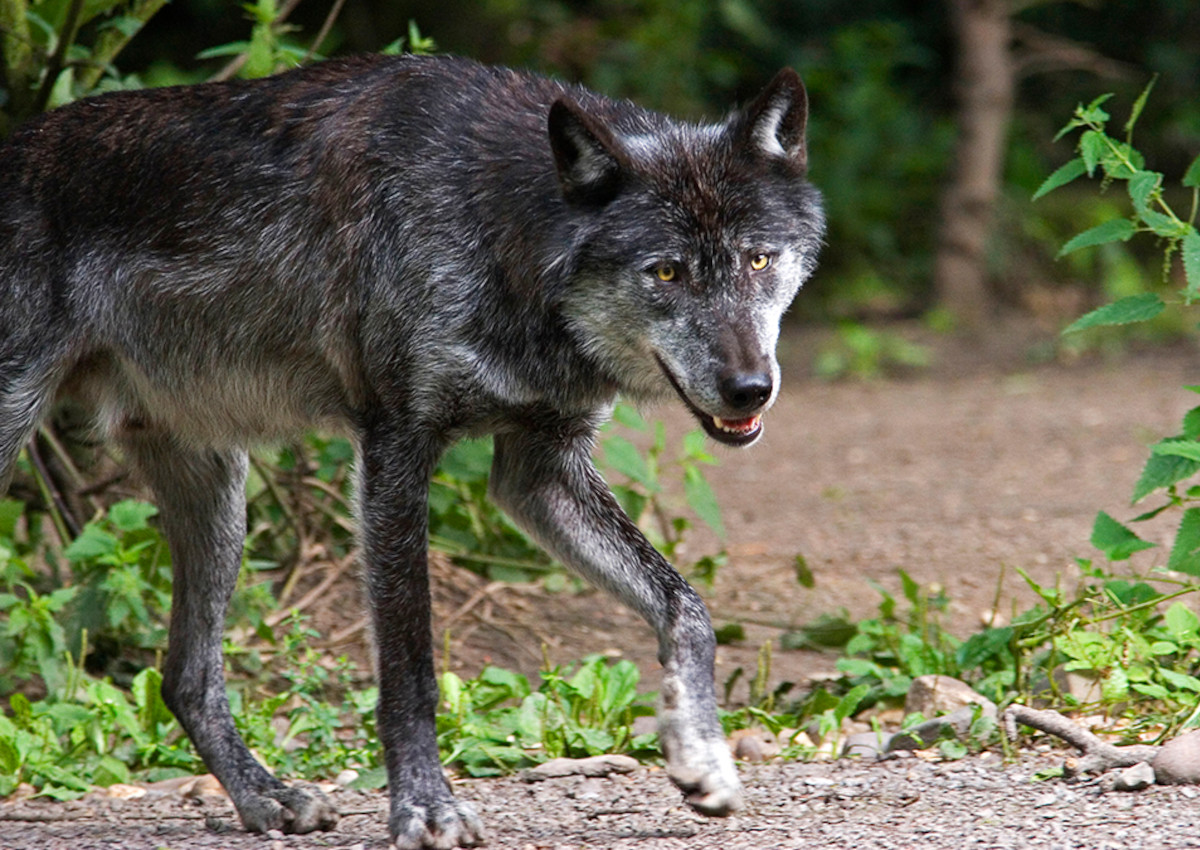 Wolf in Weyerbusch: DNA-Abstriche von toten Schafen besttigen Verdacht