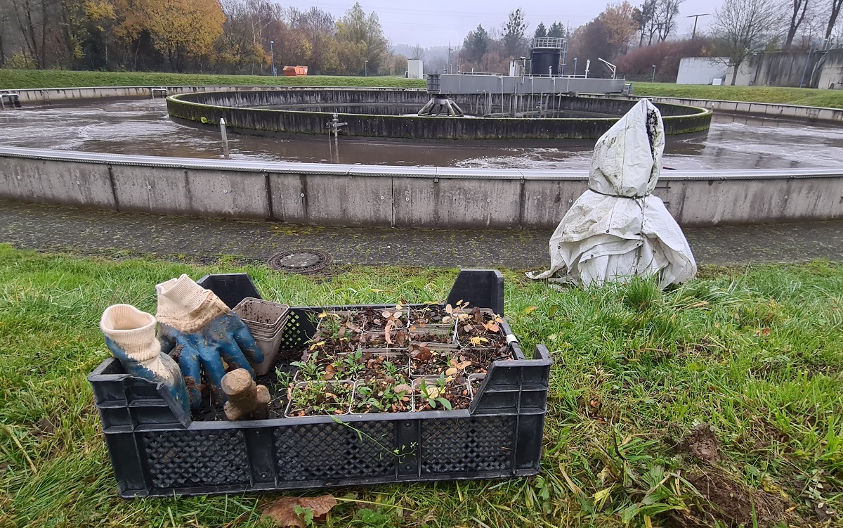 VG-Werke frdern Biodiversitt: Groer Wiesenknopf bei der Klranlage Montabaur gepflanzt