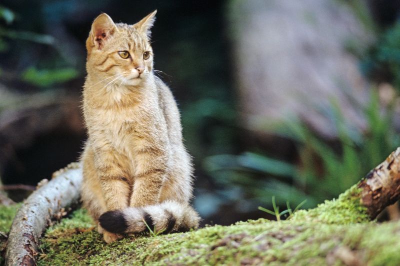 Wildktzchen im Wald lassen! 