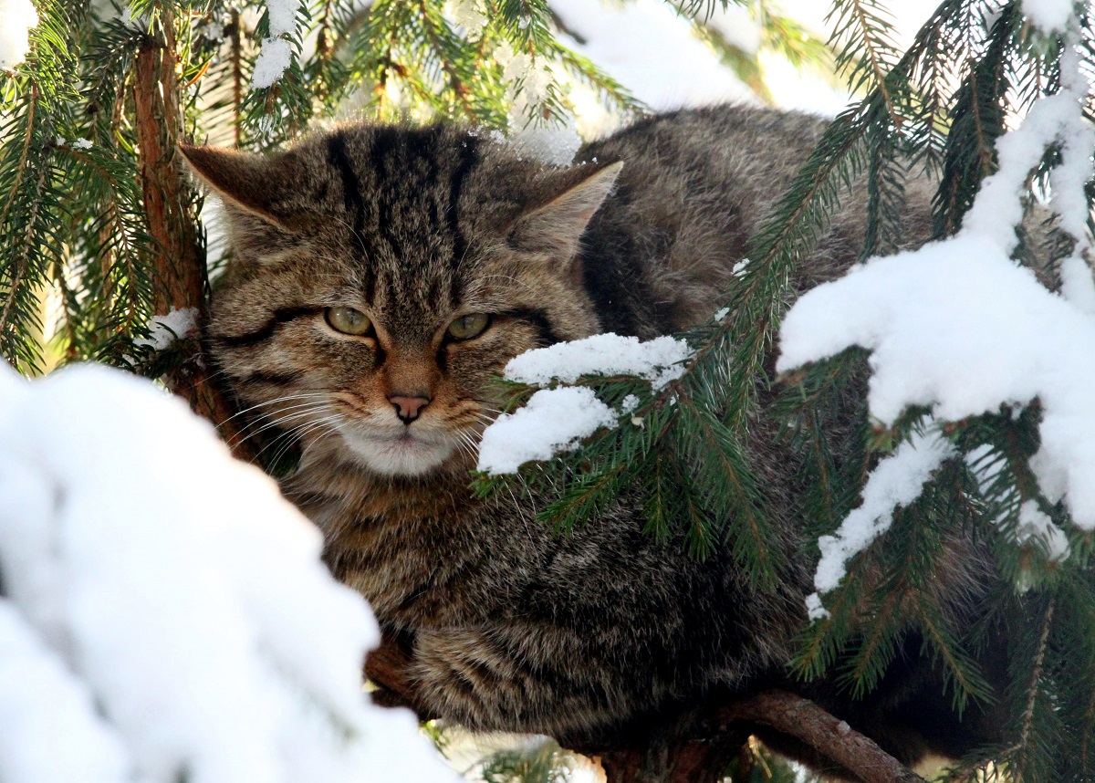 Die Wildkatze bekommen ein dickeres Winterfell und halten sich bei jeder Temperatur drauen auf. (Foto: Franziska Waked)