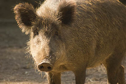 (Symbolfoto: Wolfgang Tischler)