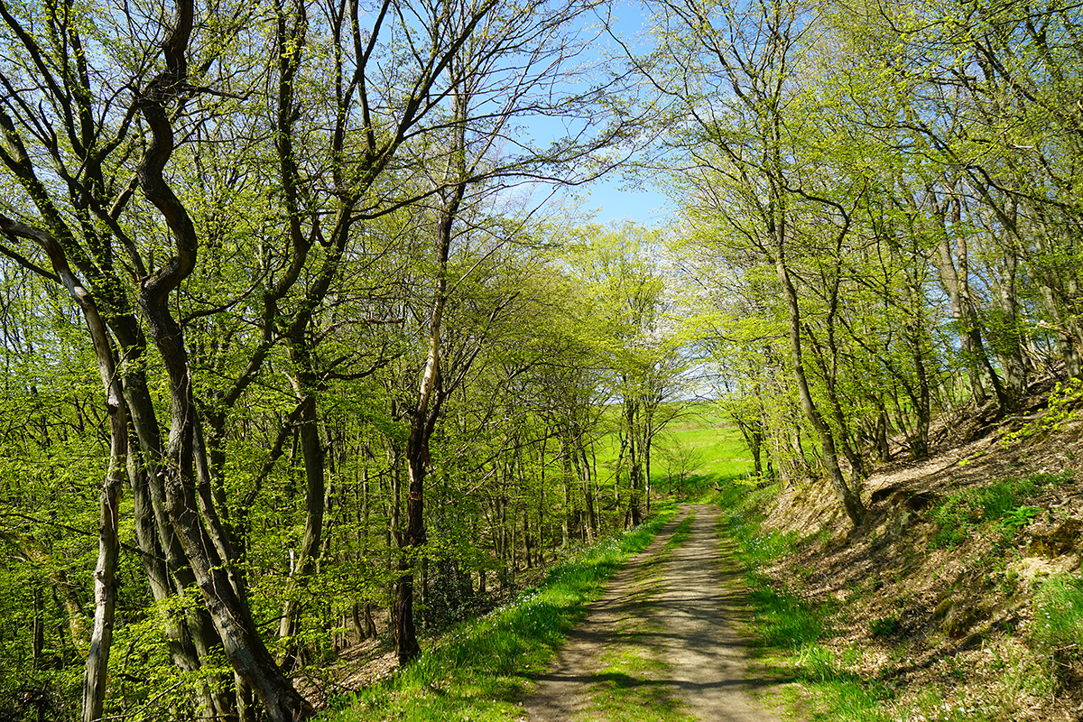 Das Siegerbild "Am Klosterweg". Fotograf: Willi Schmitz