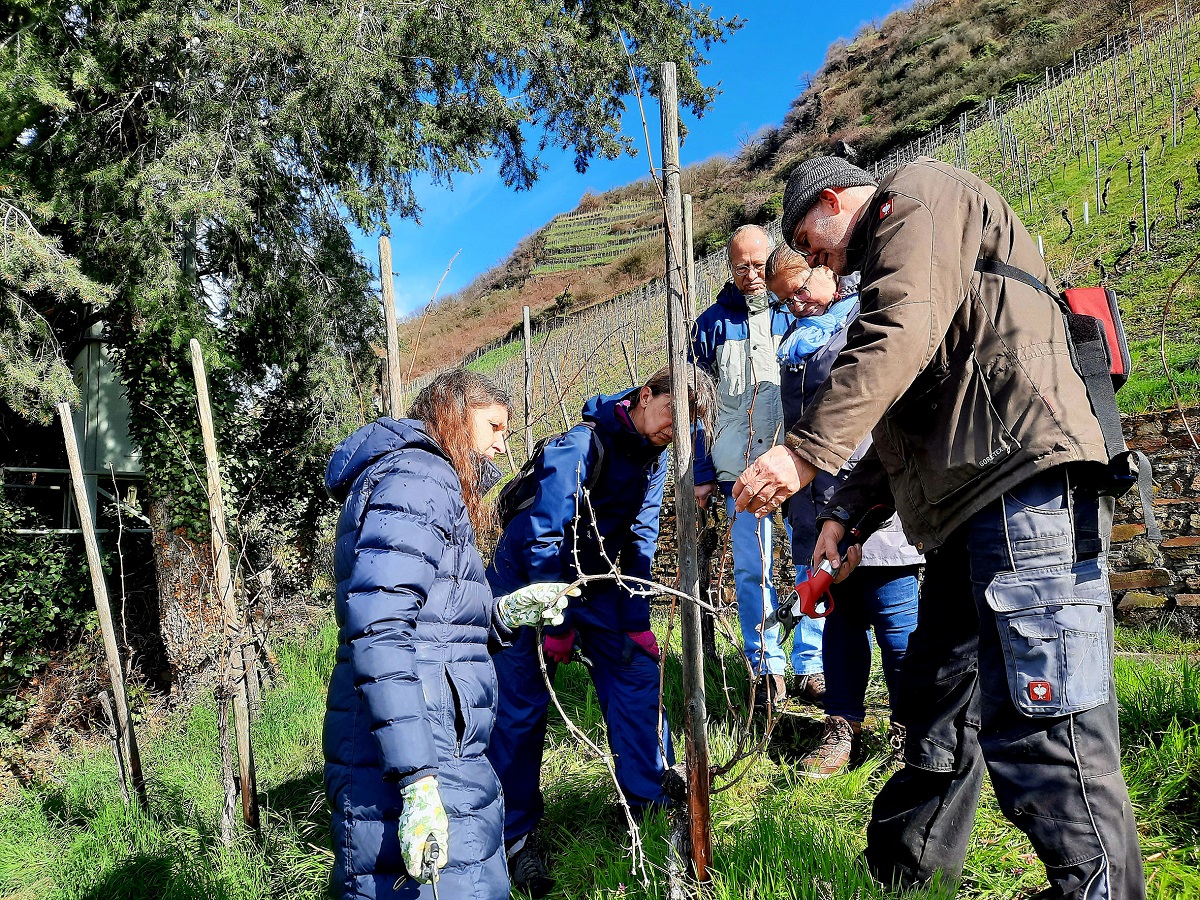 Die ersten Arbeiten im Hang wurden nach der fachkundigen Anleitung vom Winzer Martin
Sturm fleiig erledigt. (Foto: Lyuba Kluge)