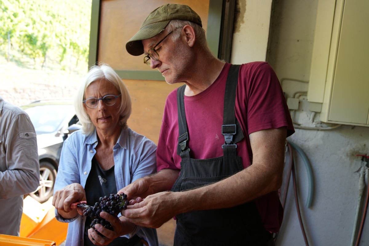 Gut oder ungeeignet? Winzer Martin Sturm diskutiert mit einer Kursteilnehmerin ber die Qualitt der zuvor gelesenen Weintrauben. (Foto: Felix Banaski)