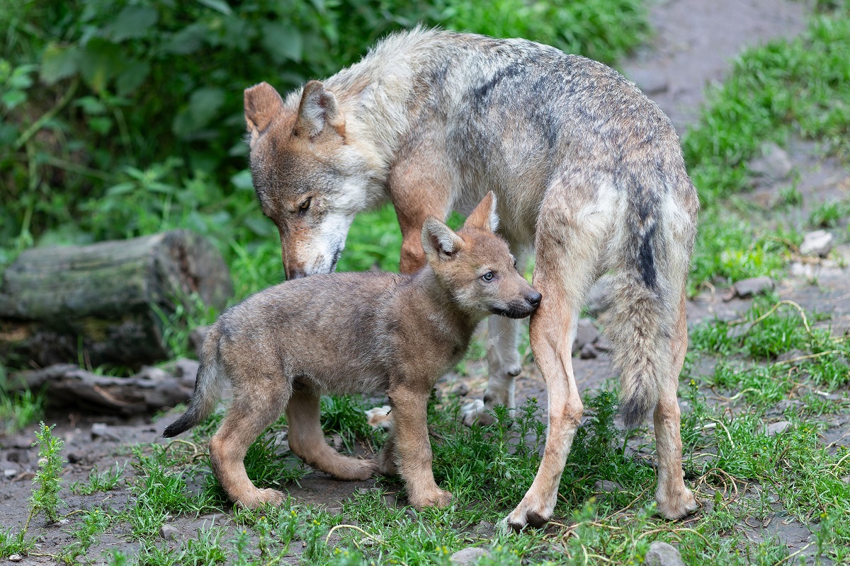 Wolfsfhe mit Wolfswelpen (Foto: Ingo Khl/NI)